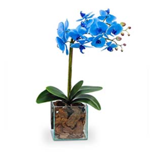 Orquídea Azul