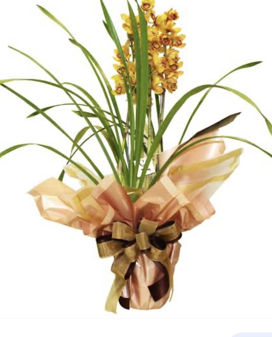 Orquídea  Cymbidium