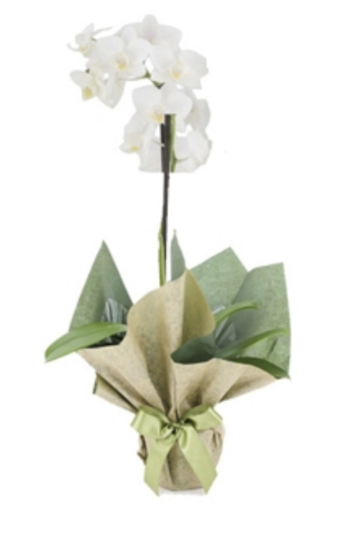 Orquídea