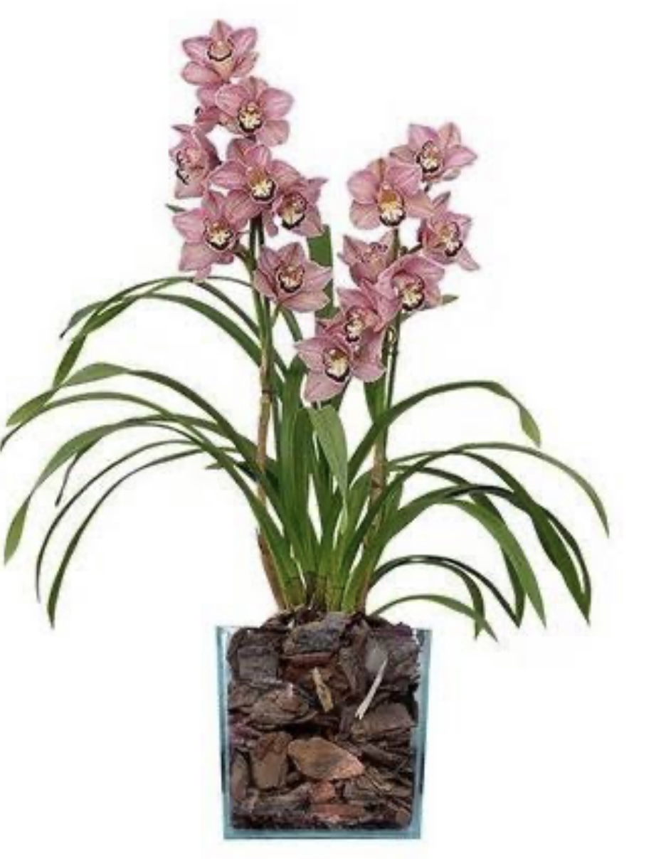 Orquídea Cymbidium