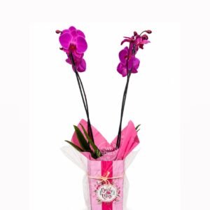 Orquídea Para presente