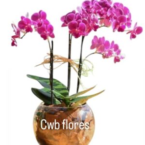 Orquídea para entrega