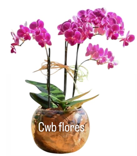 Orquídea para entrega