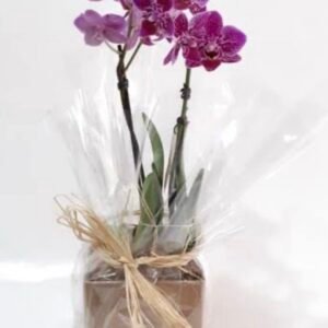 Orquídea Para presente