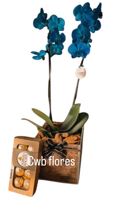 Orquídea