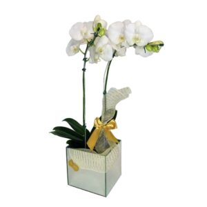 Orquídea Branca
