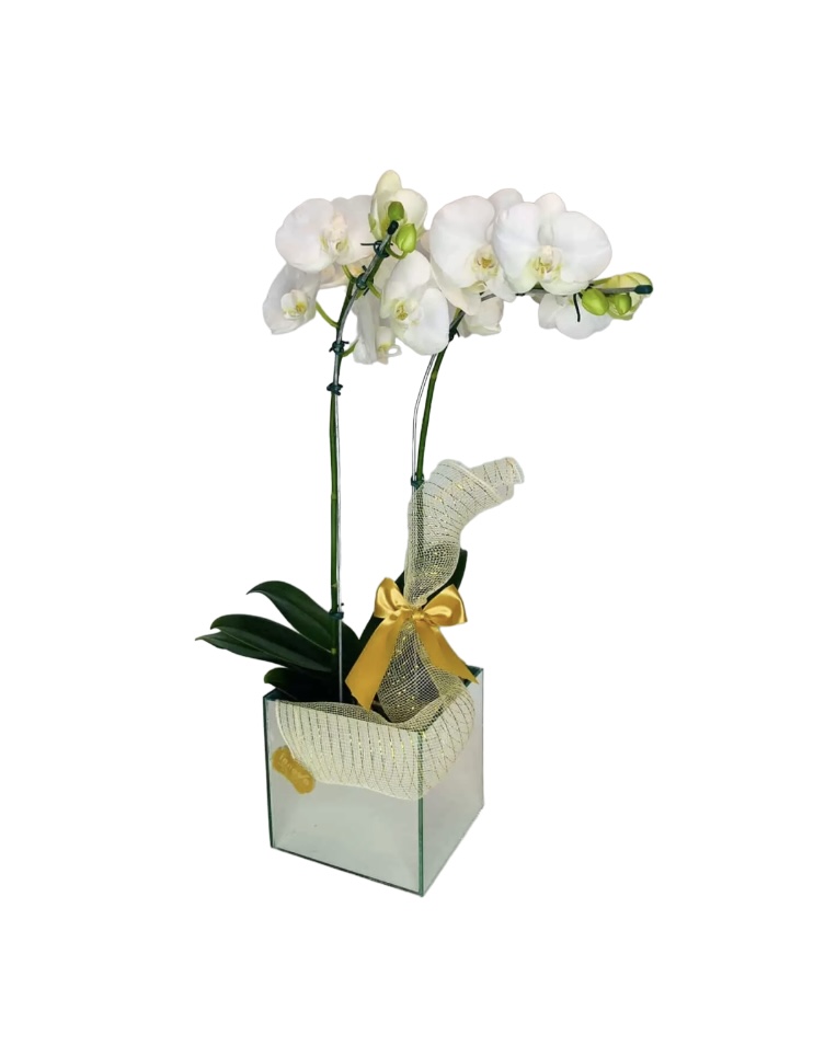 Orquídea Branca