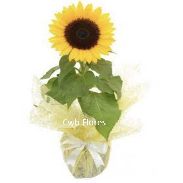Flor Girassol para presente