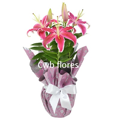 Flores lirios
