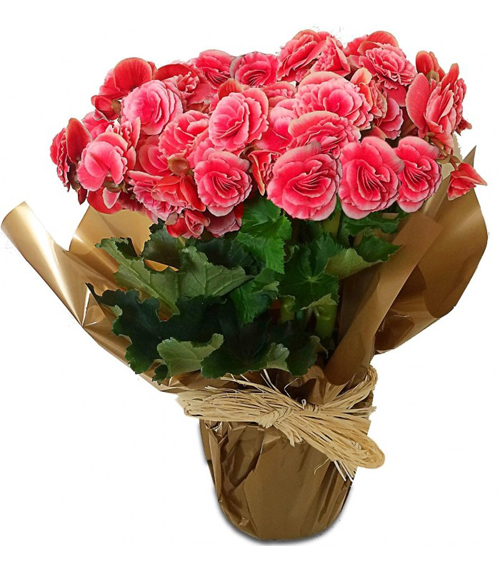 Flores Bégonias