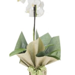 Elegância e Sofisticação em Presente