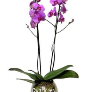 Orquíde Roxa
