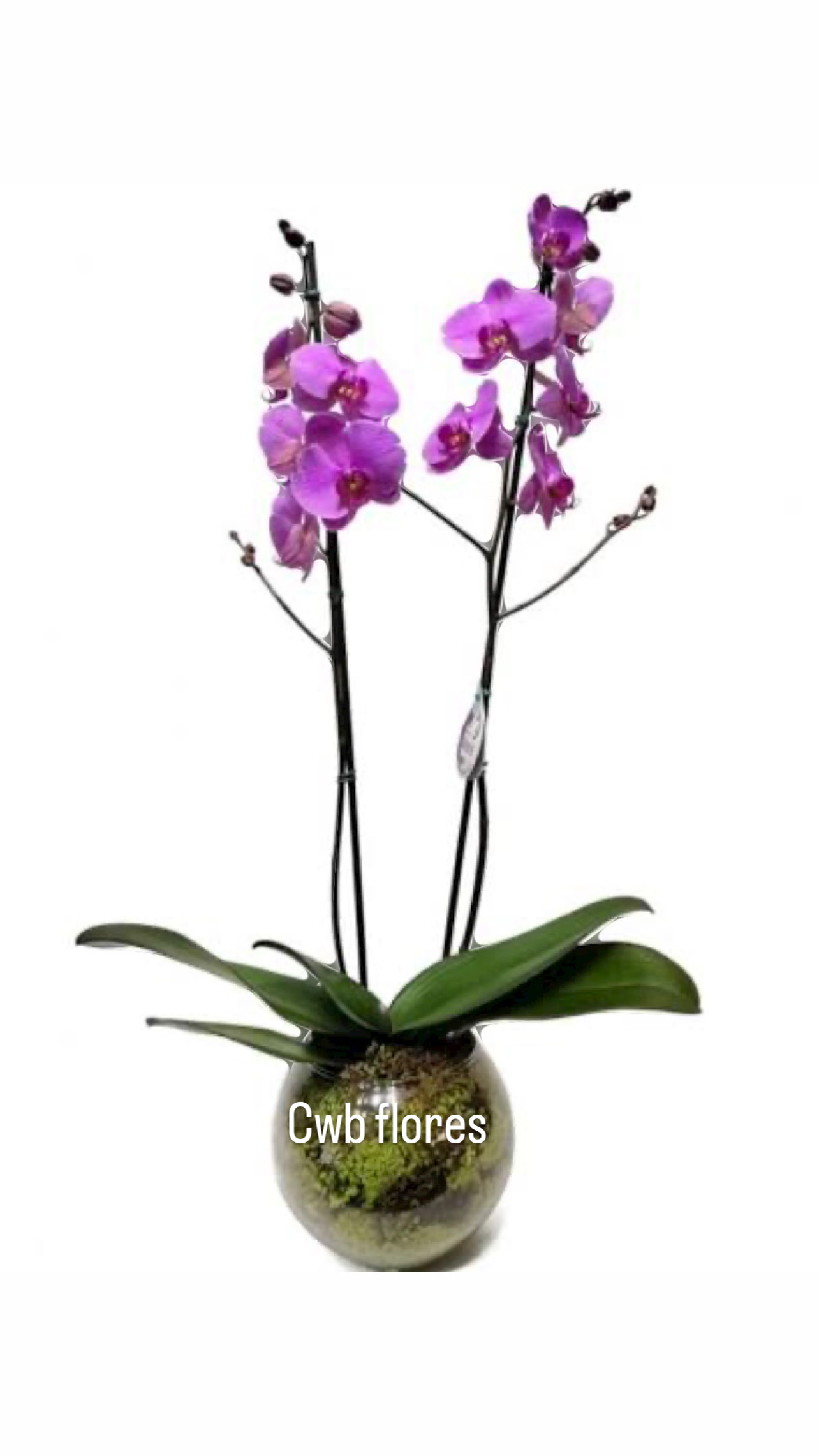 Orquíde Roxa