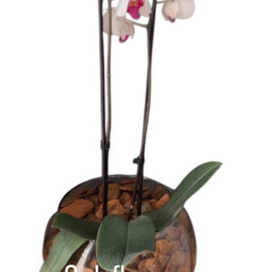 Orquídea Branca