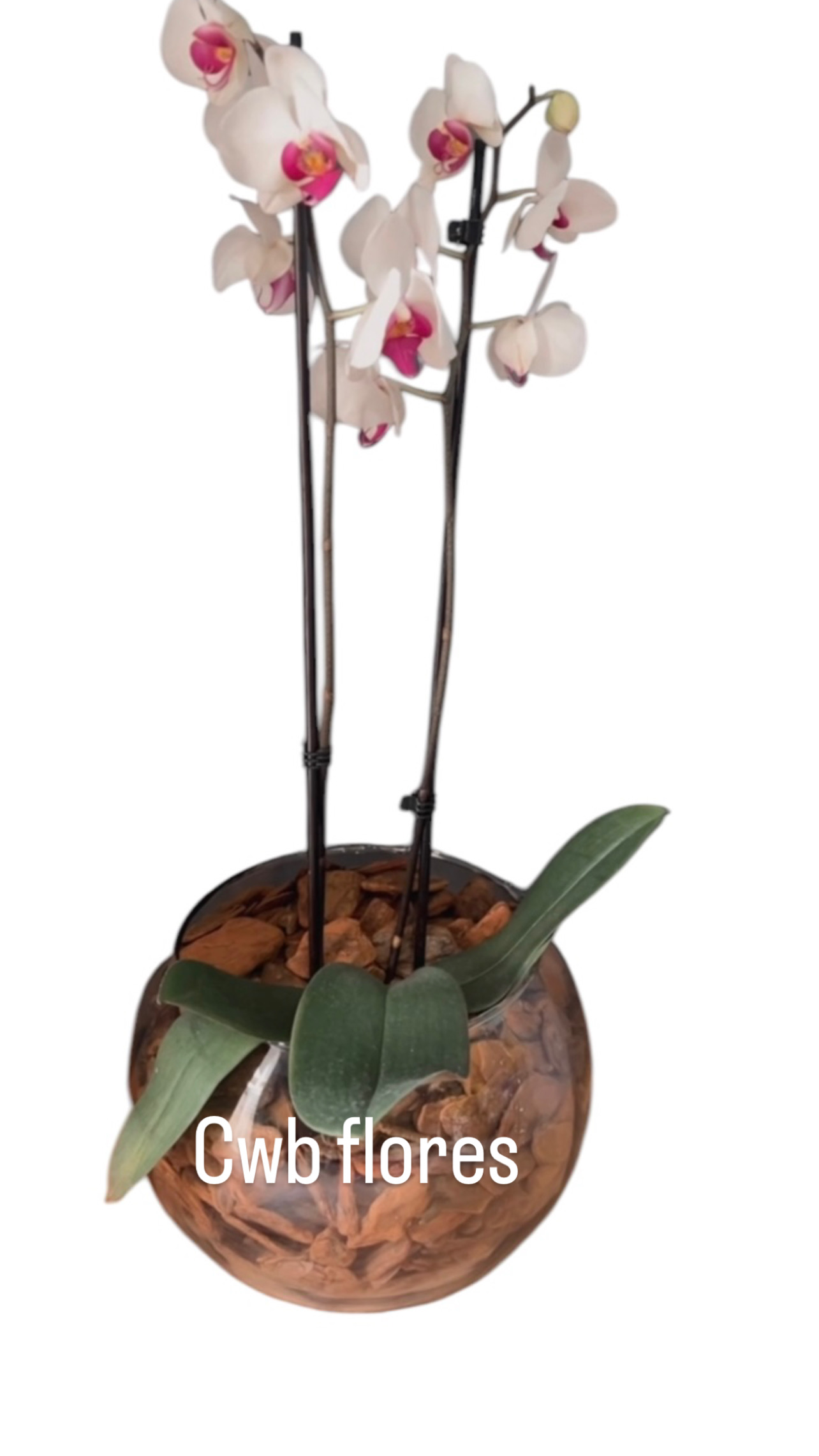 Orquídea Branca