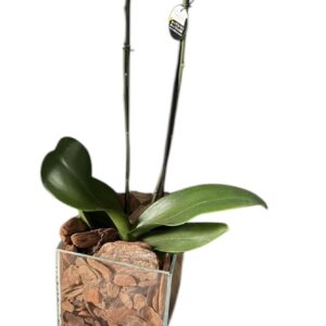 Orquídea Amarela