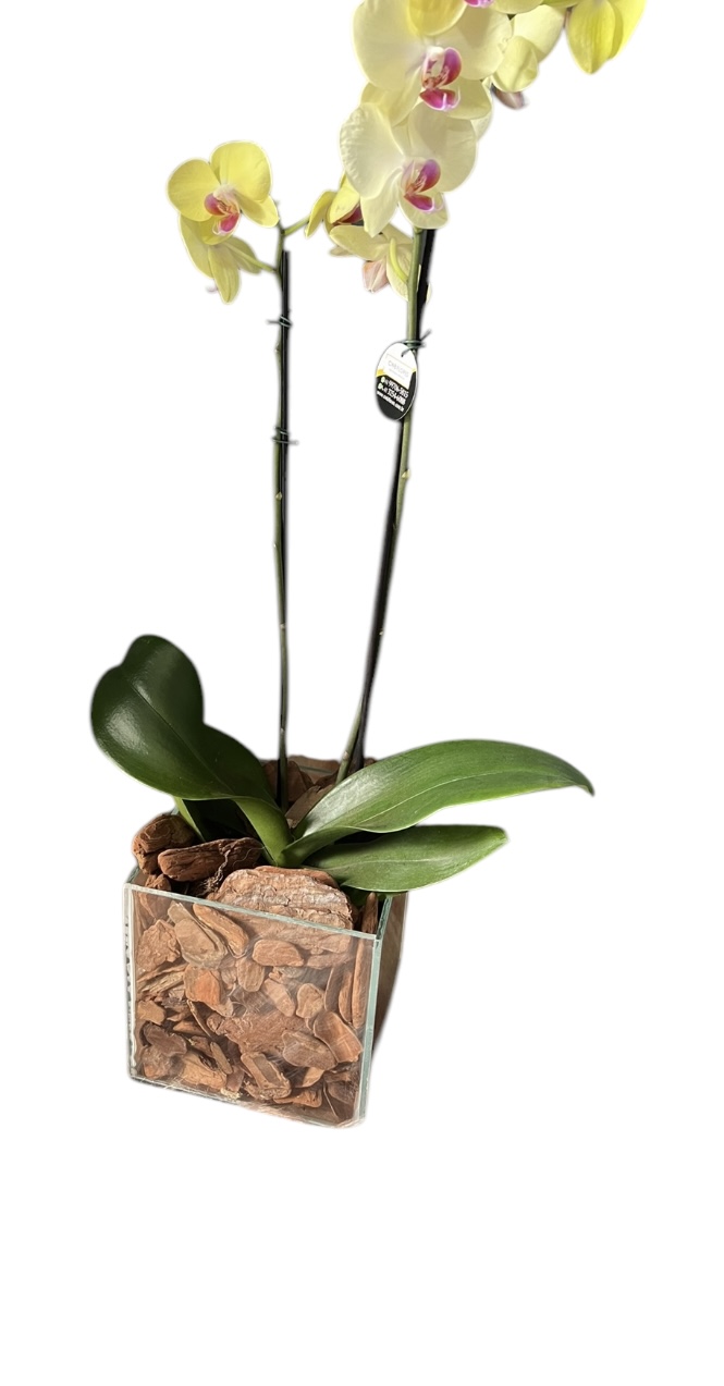 Orquídea Amarela
