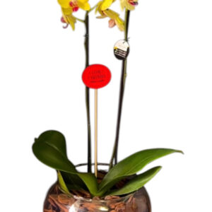 Flores para presente