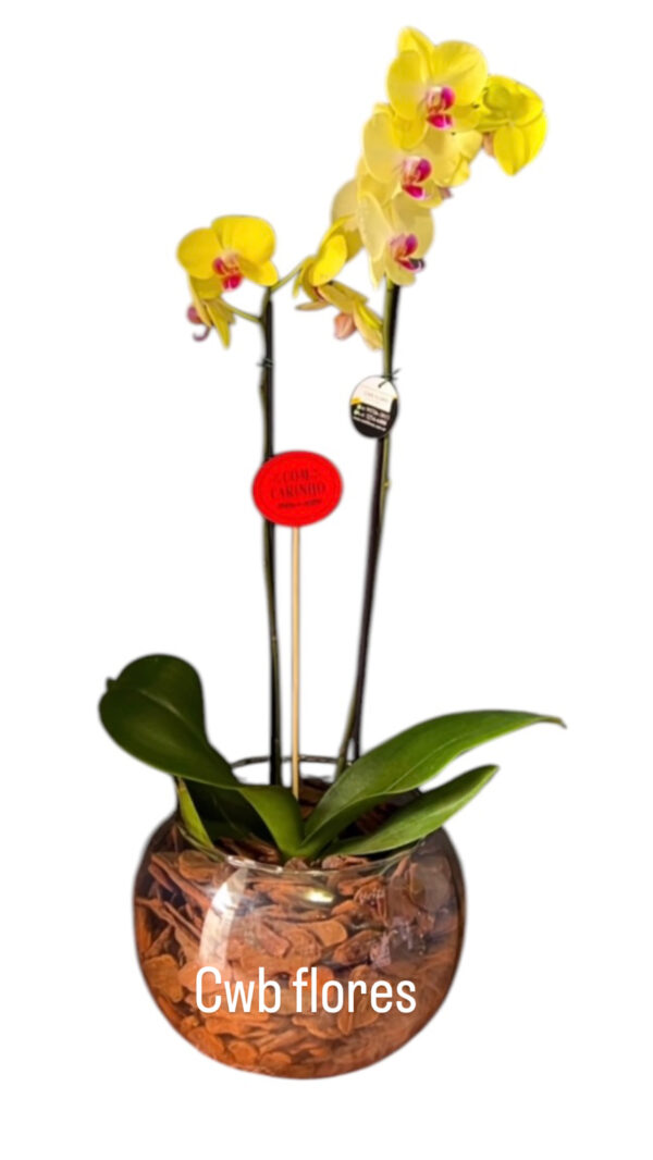 Flores para presente