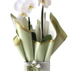 Orquídea para aniversário