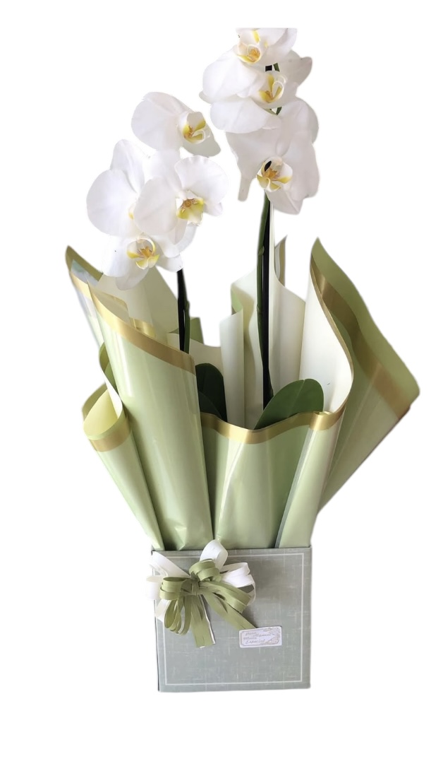 Orquídea para aniversário