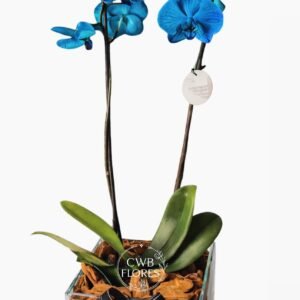 Orquídea azul