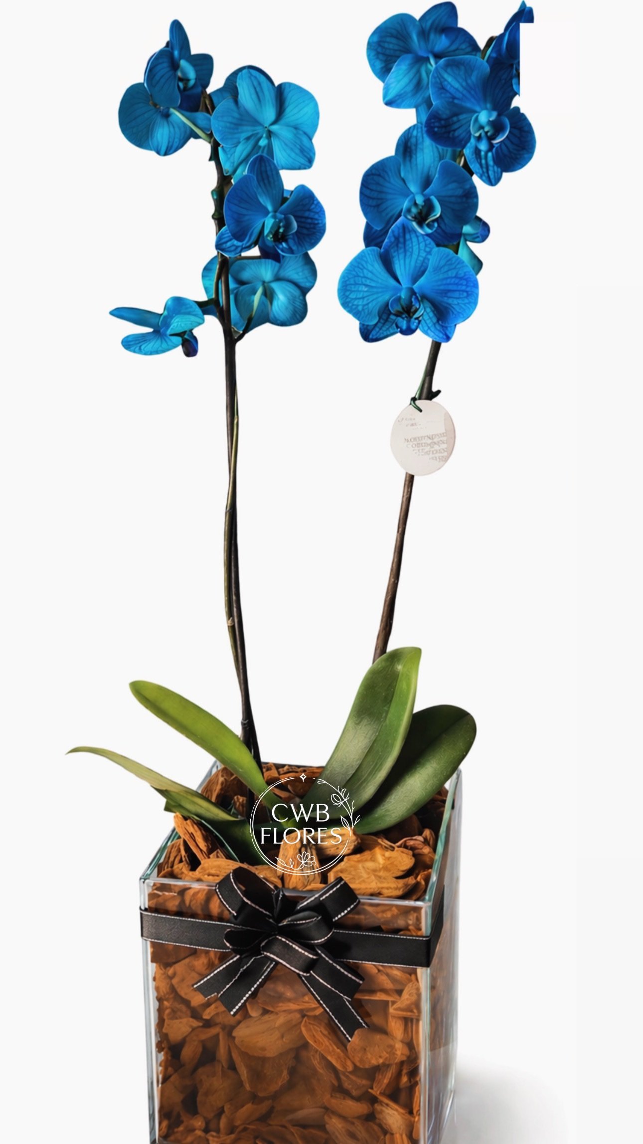 Orquídea azul