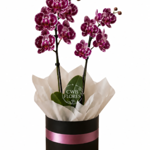 Orquídea Branca e Pink no Box Redondo