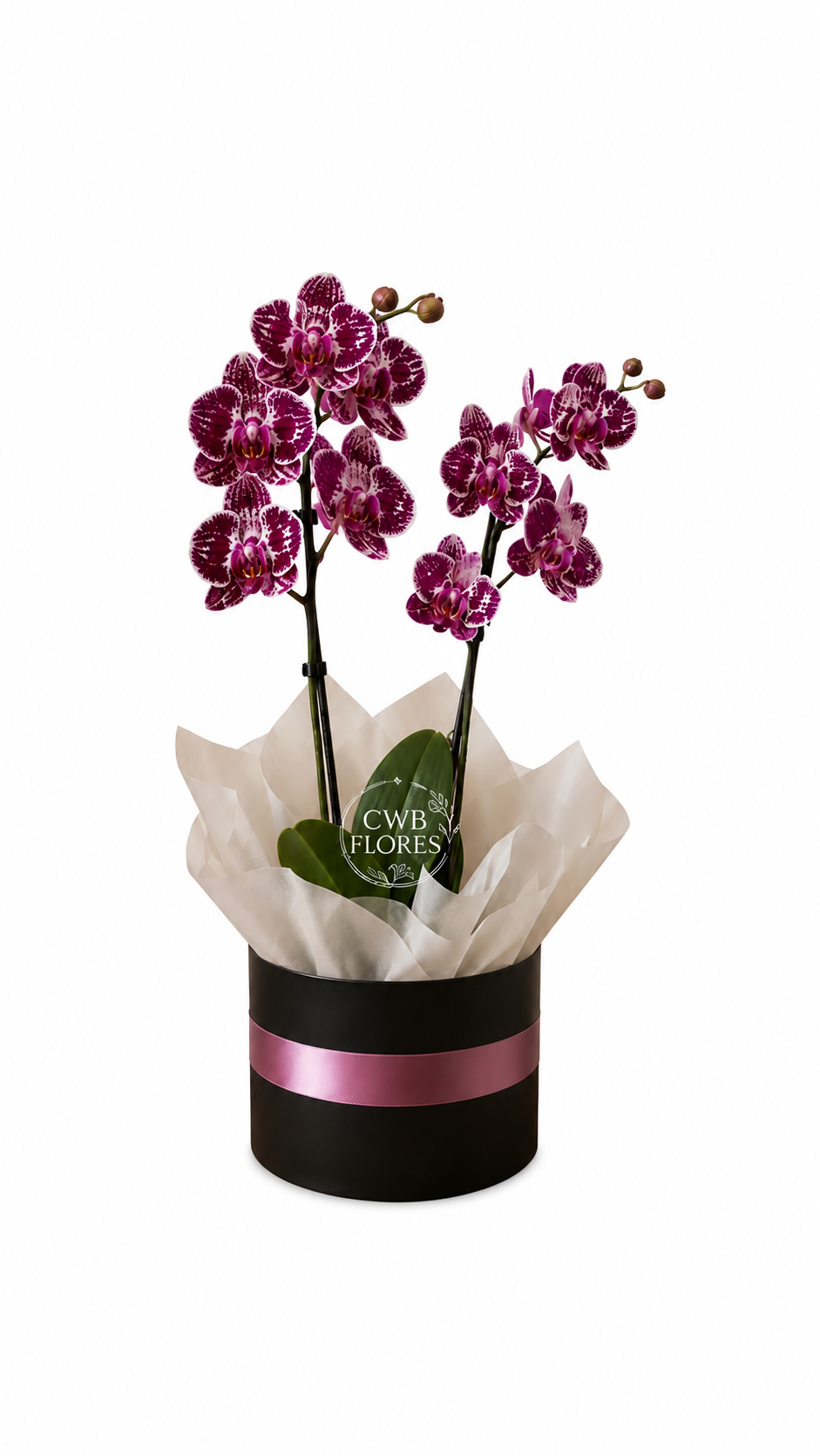 Orquídea Branca e Pink no Box Redondo